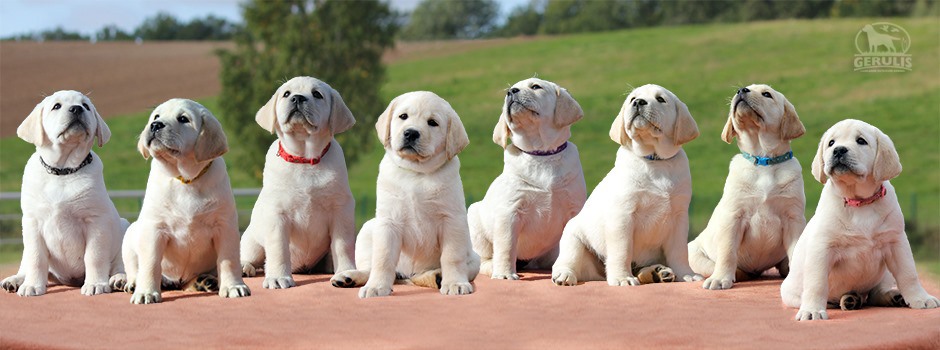 Labrador retriever kennel 