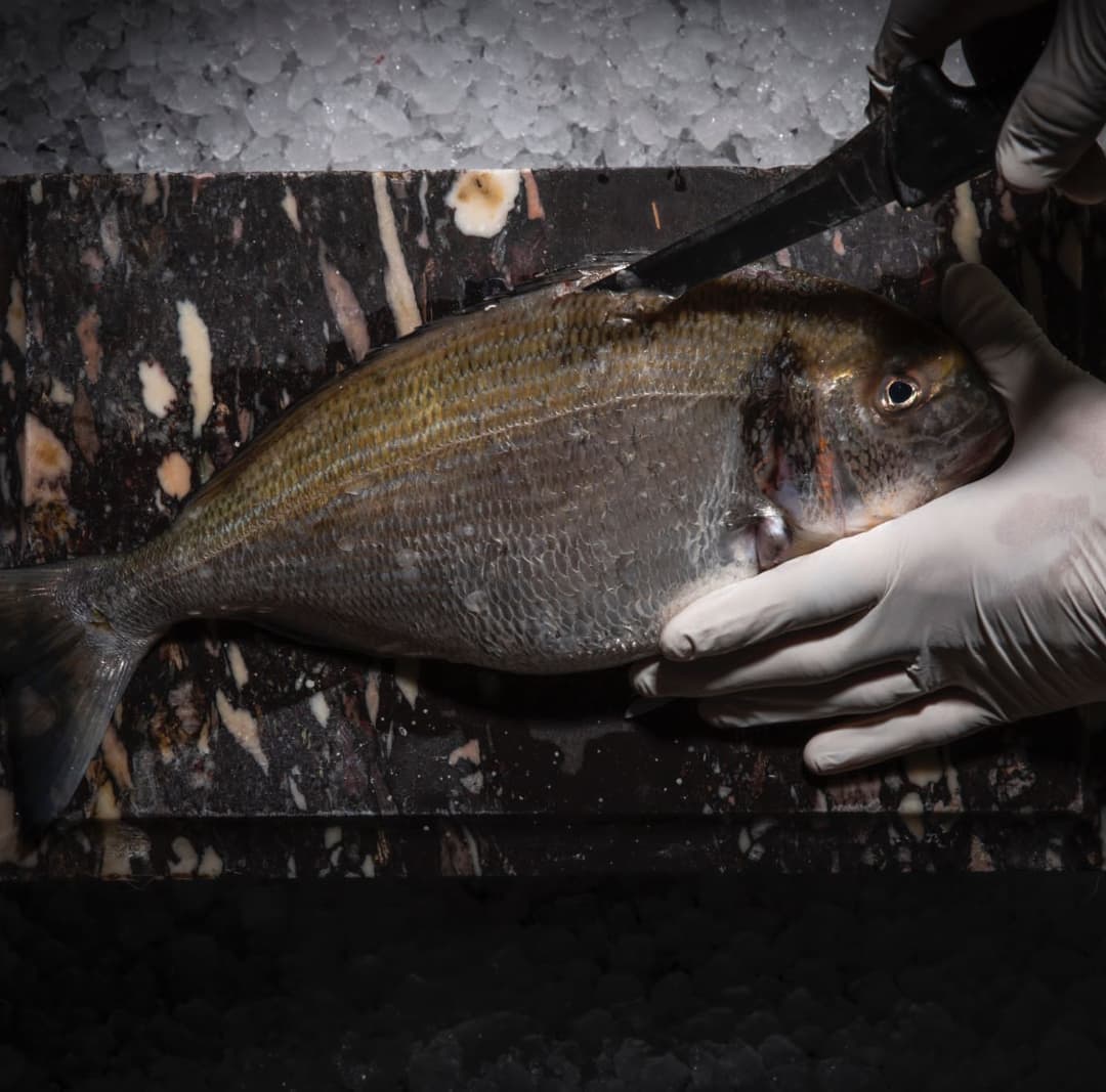 Home - Orata PESCATA 🐟🐟🐟 Uno tra i pesci più conosciuto e amato dei ...