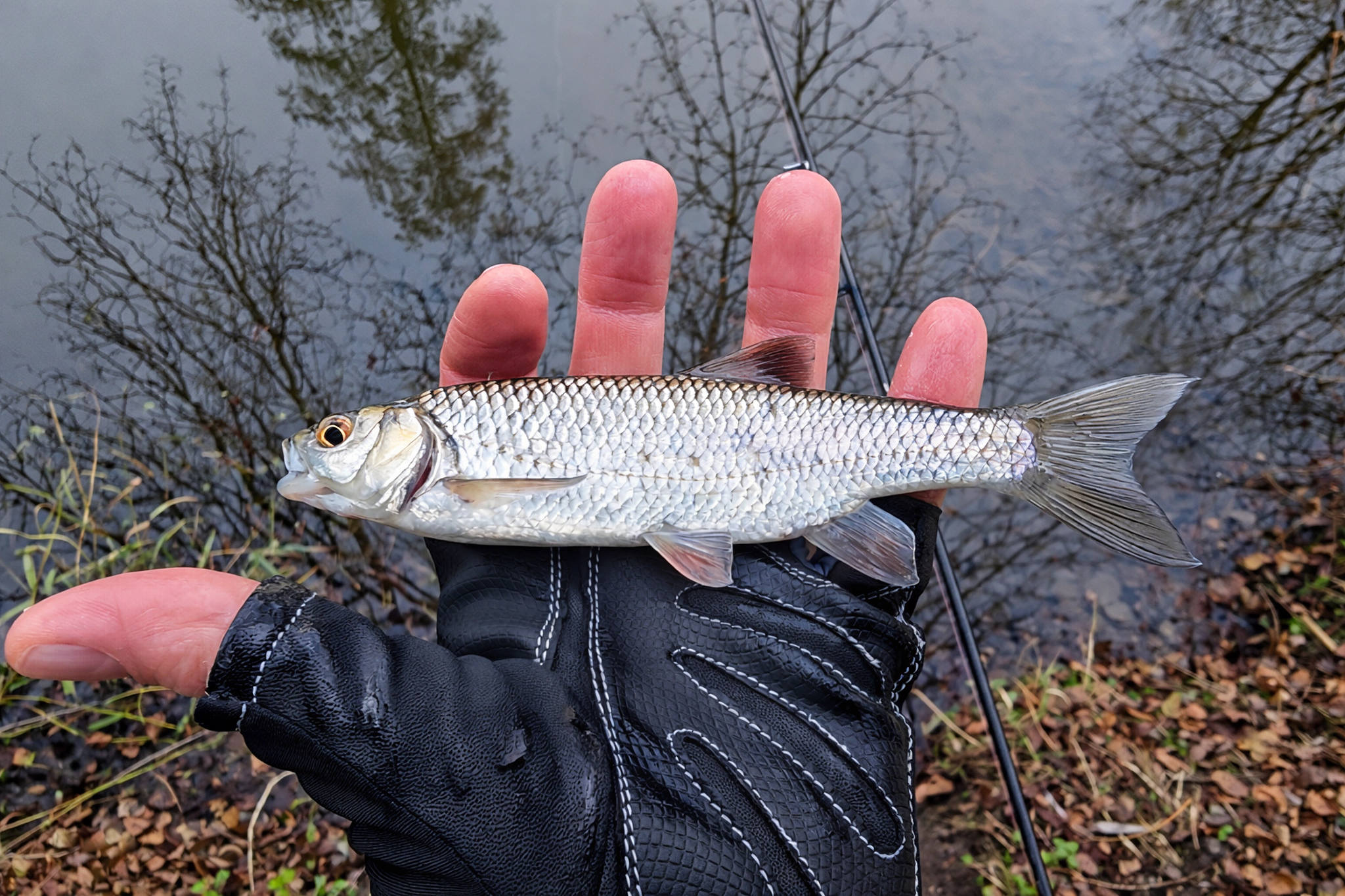 A few hours on the river today. Lots of chublets but nothing big ...