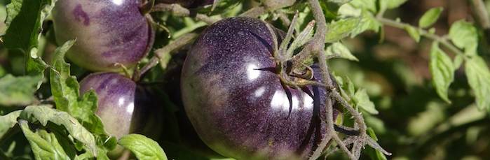 Purple Tomato Lincoln Nh
