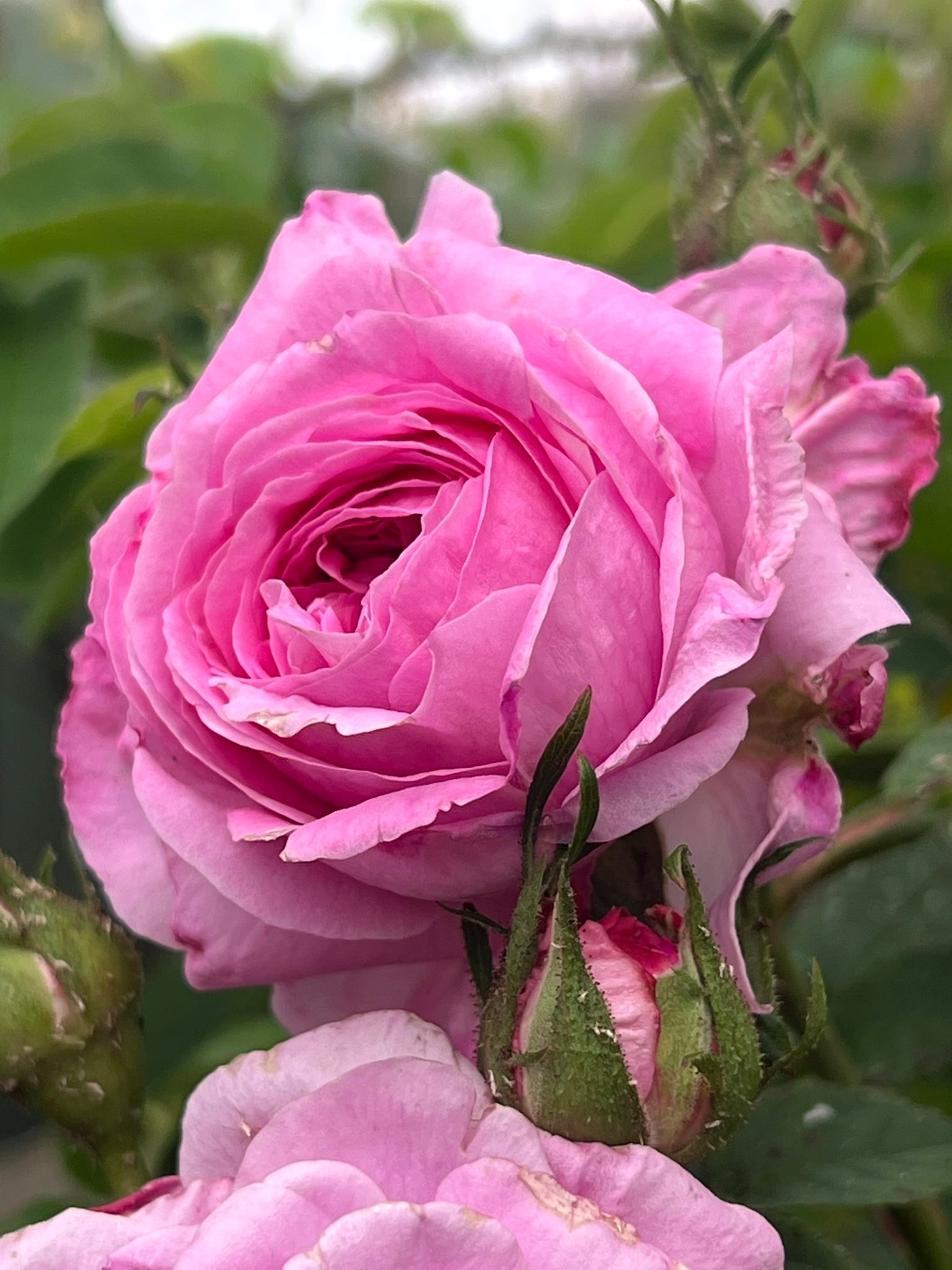 Perth Heritage Roses | Some of my favourite darlings are coming out so ...