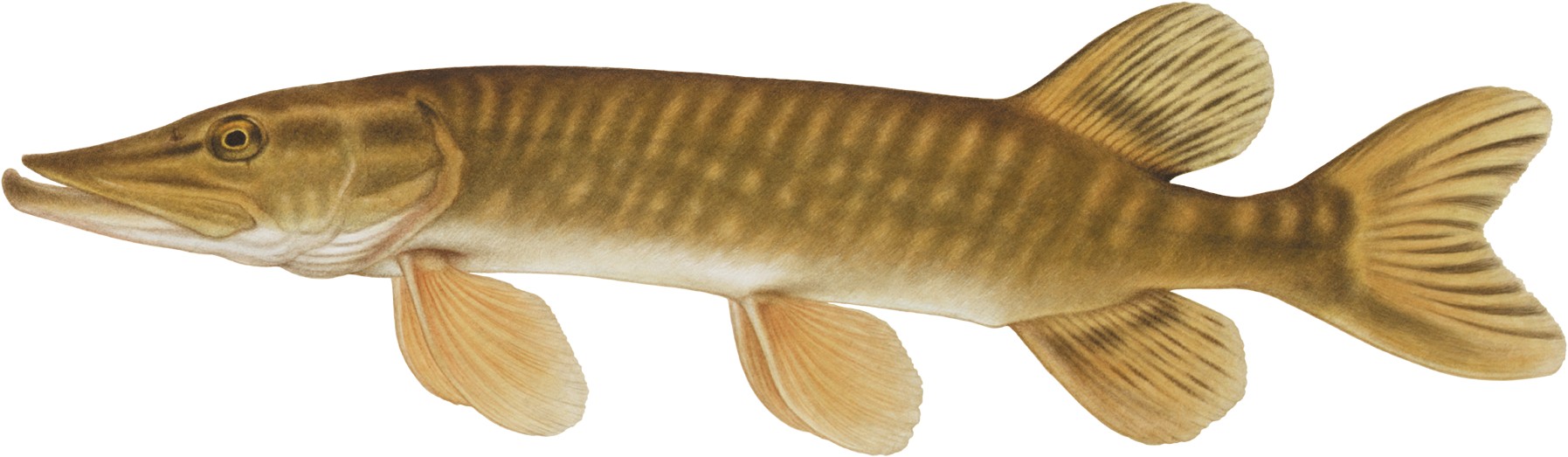 Ringsjöns vattenråd | Höör