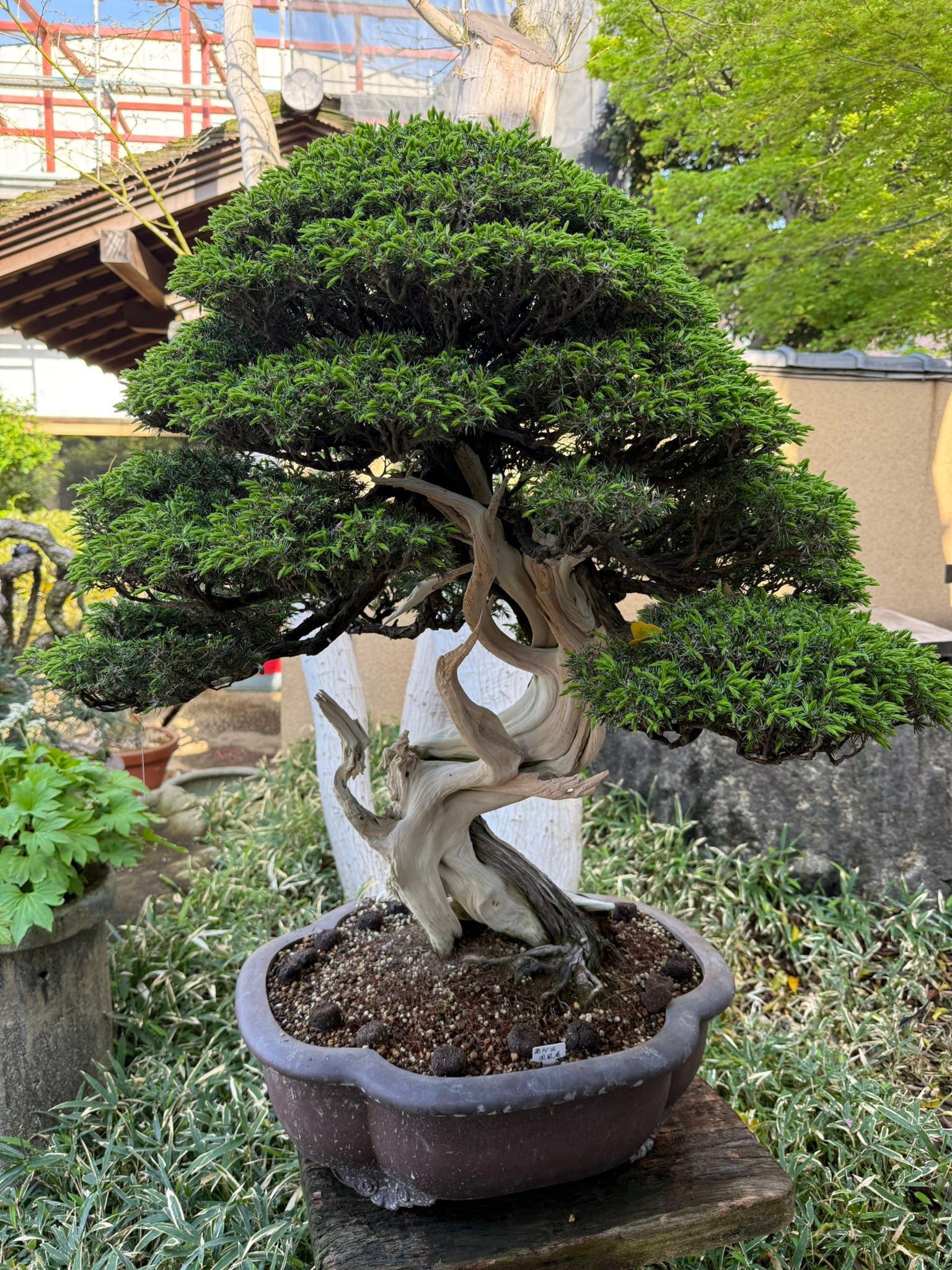 Vibrant bonsai trees at Shunkaen museum