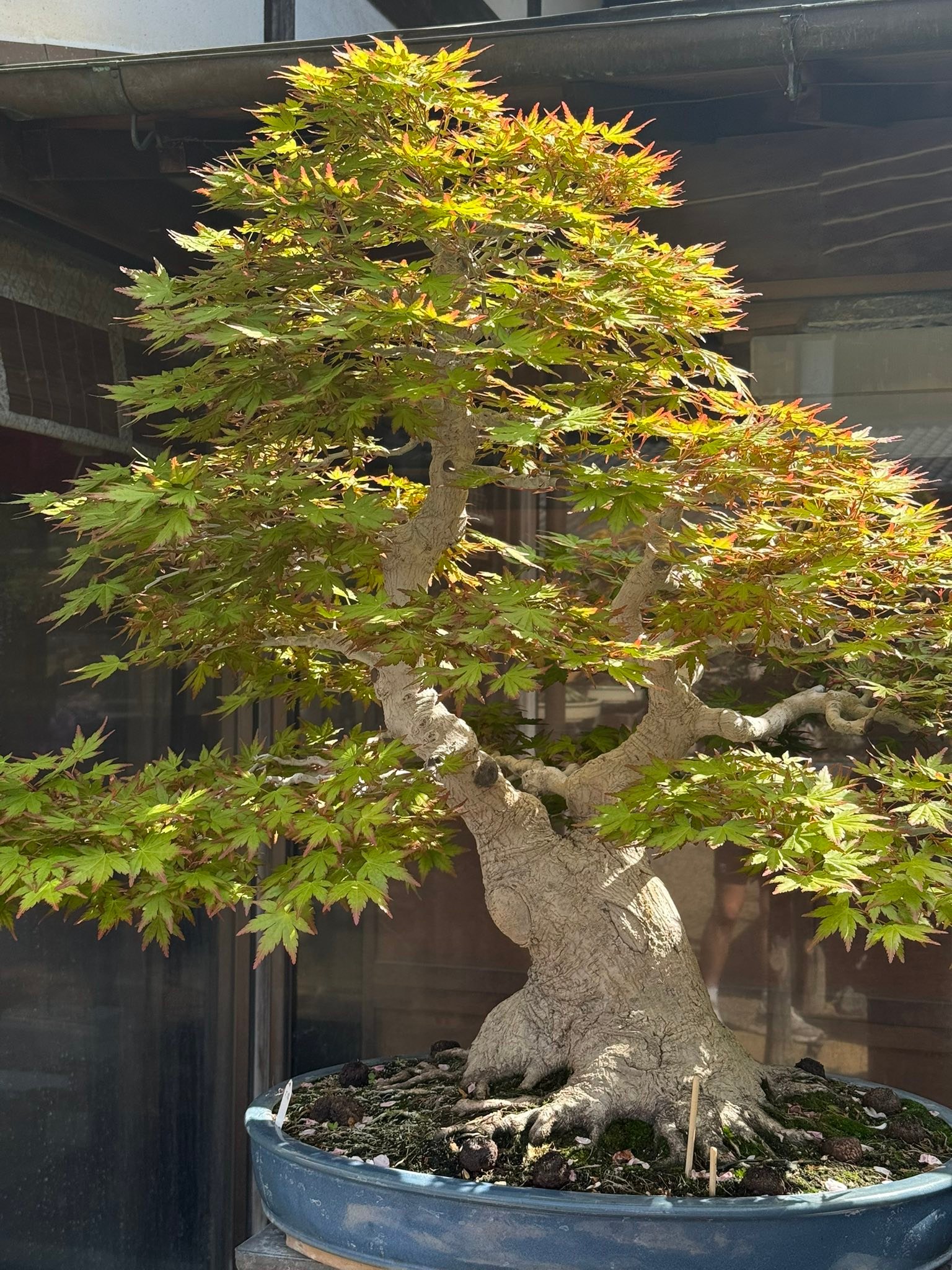 Vibrant bonsai trees at Shunkaen museum