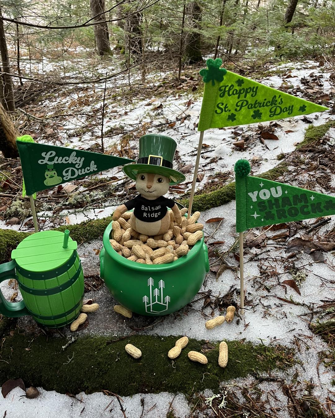 Balsam - 🐿️🍀🥜Top of the morning to you! Alvin MacGregor here, enjoying ...
