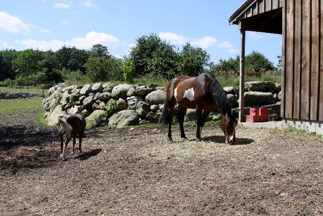Summer winds farm | Acushnet MA