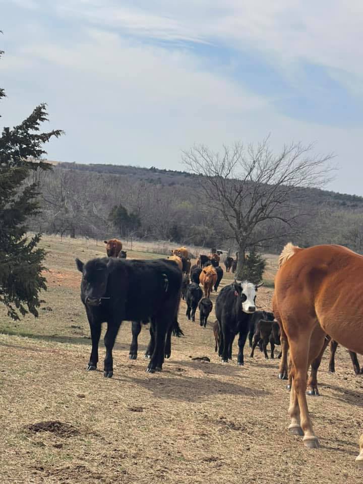 Double 7 Ranch and Cattle Company | Rush Springs OK