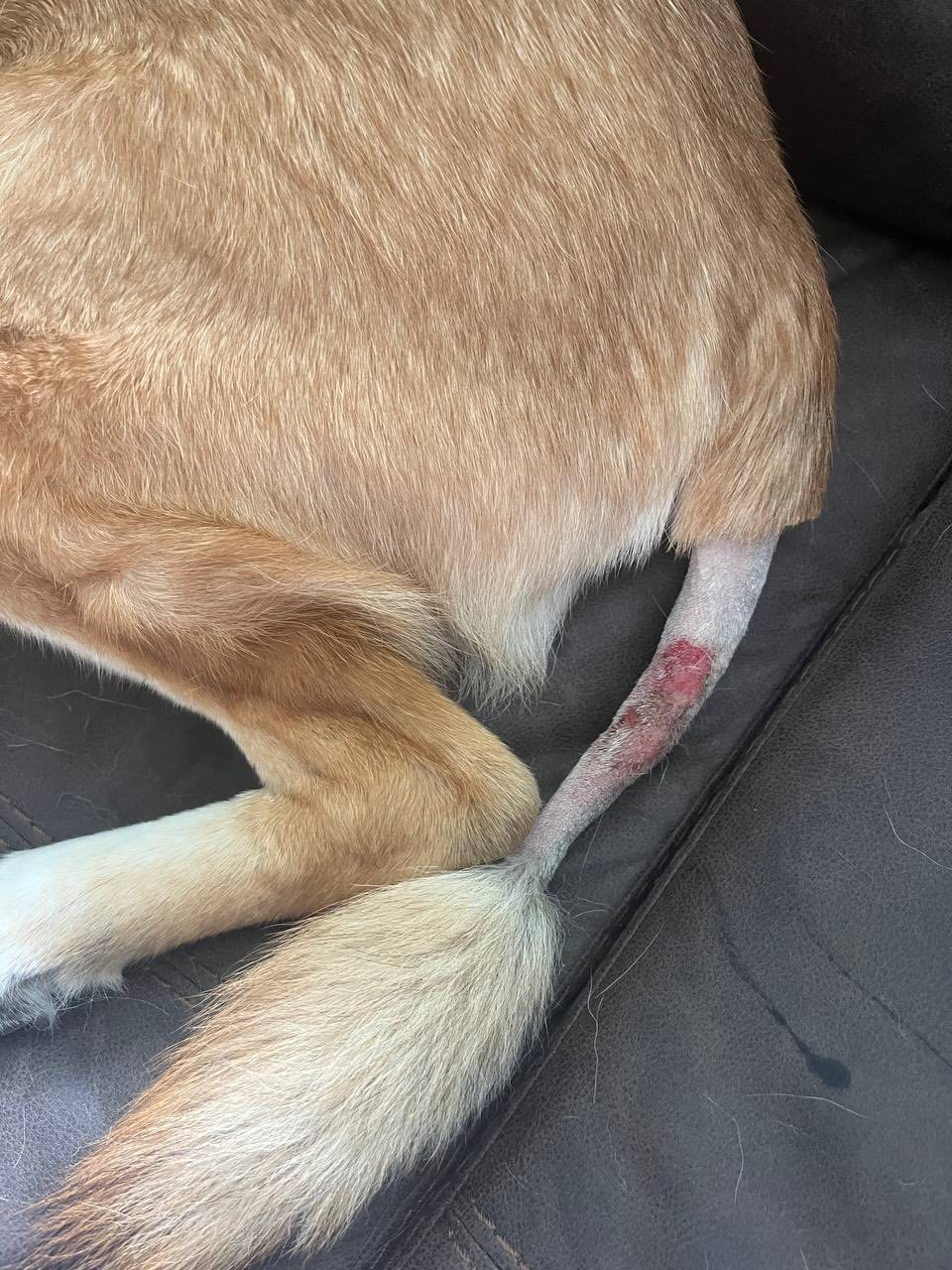 How to treat hotspots on a German Shepherd?