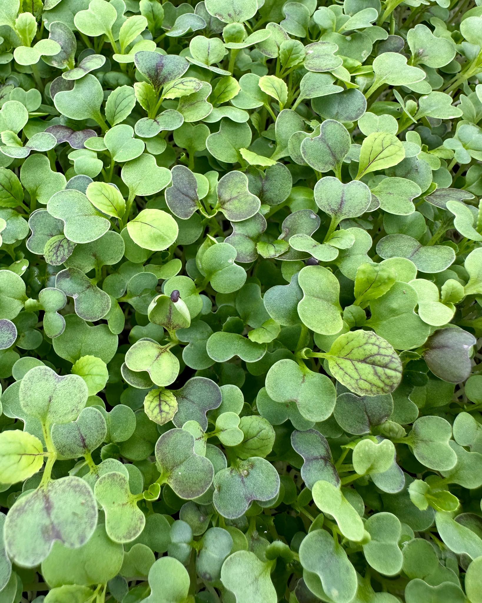 10+ Tiny Leaf Microgreen Farm Photos