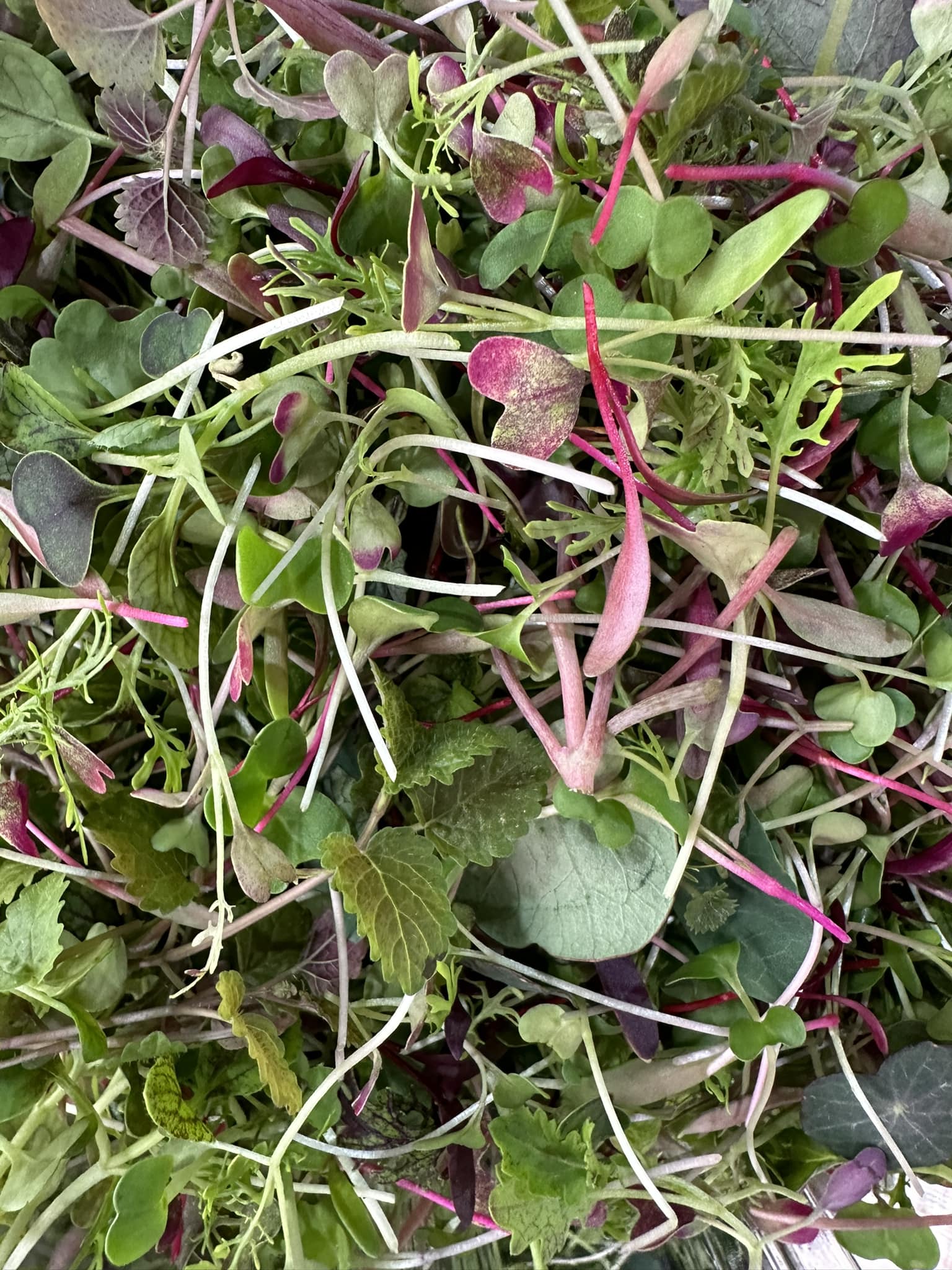 Tiny Leaf Microgreen Farm | Fort Lauderdale FL