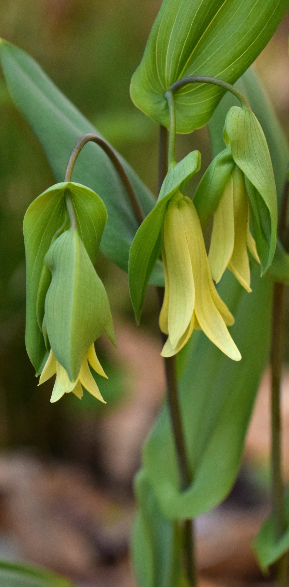 There are 5 species of... - Georgia Native Plant Society