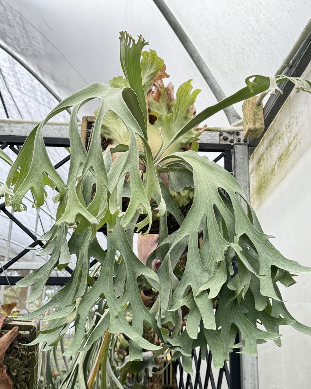観葉植物 P. Ginka sporeling