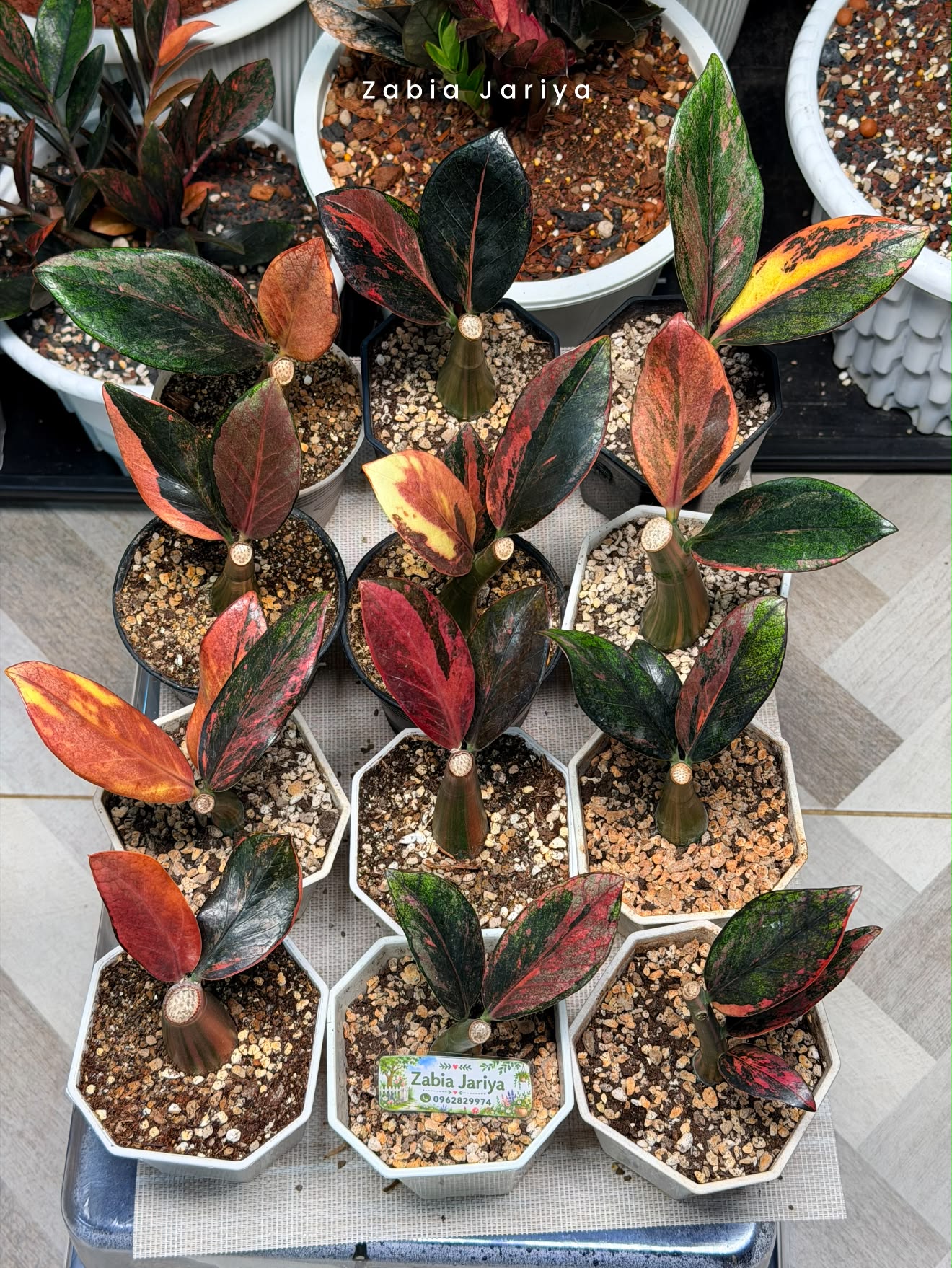 Variegated ZZ Plant for Sale - Locally Grown, Well-Rooted