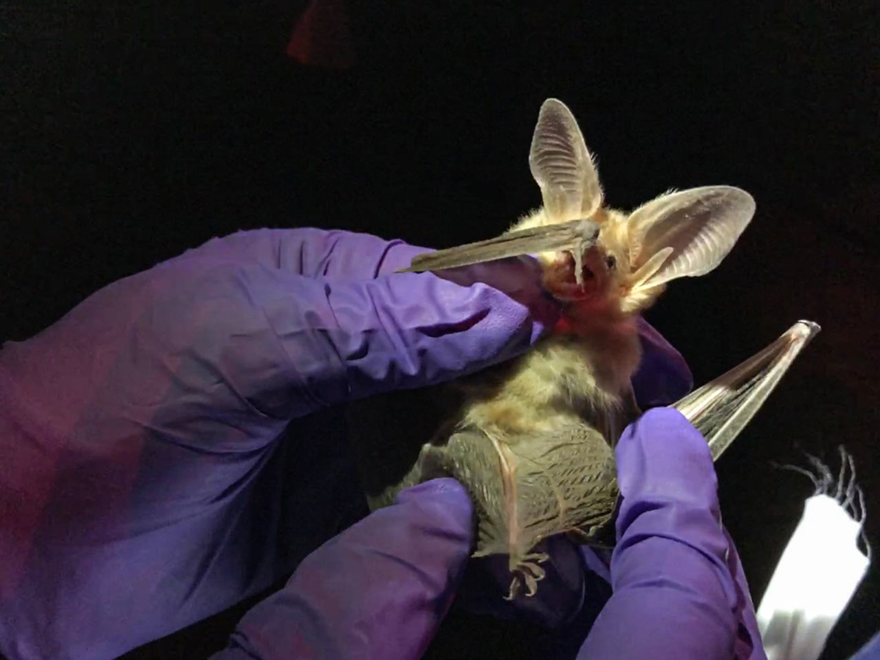 Grand - There is a special sort of person that gets into studying bats ...
