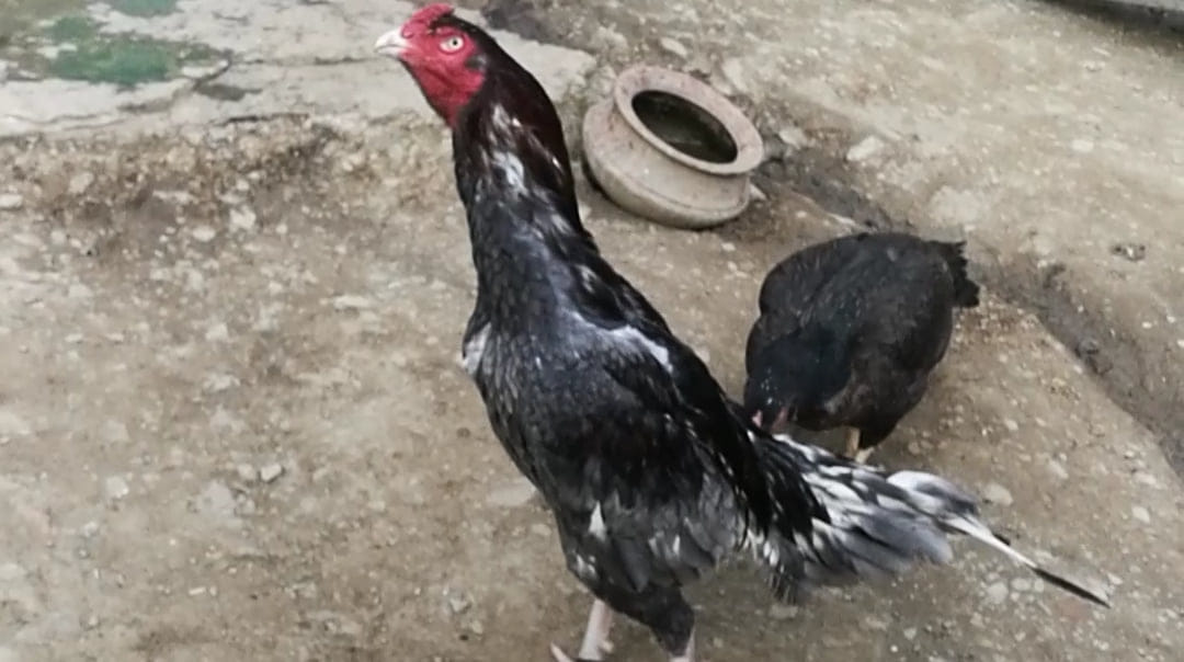 Asil murg