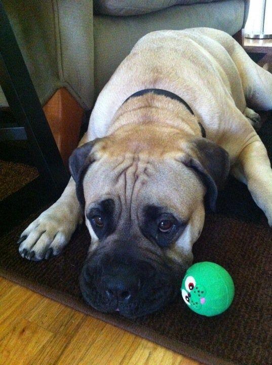 Winston Mathis the Bullmastiff