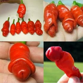 Sugeng dalu para sedulur... Menika sanes gambar porno, sanes hasil ...