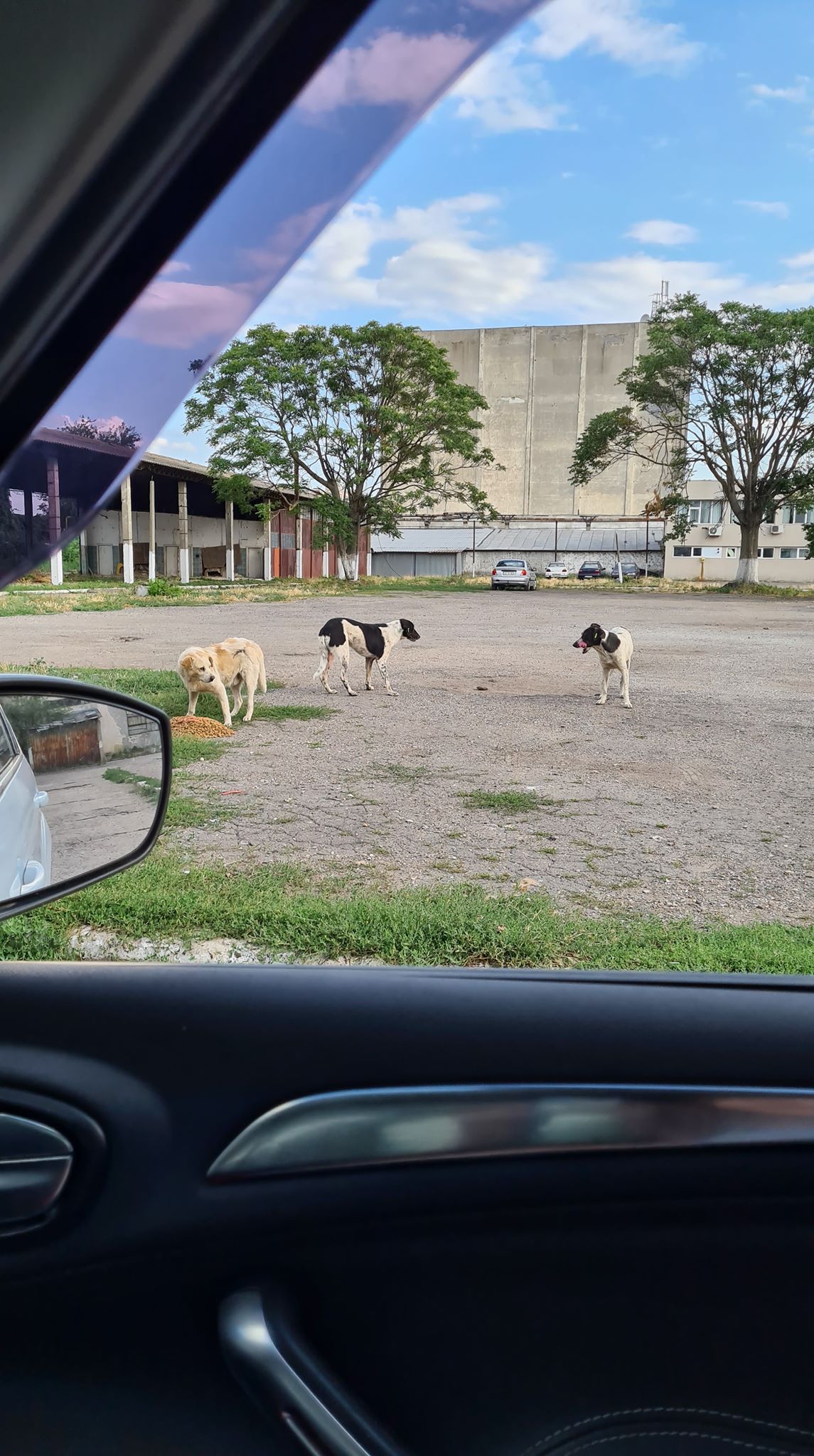 Auch die Hunde auf der Straße in... - Stibi's Hundeparadies | Facebook