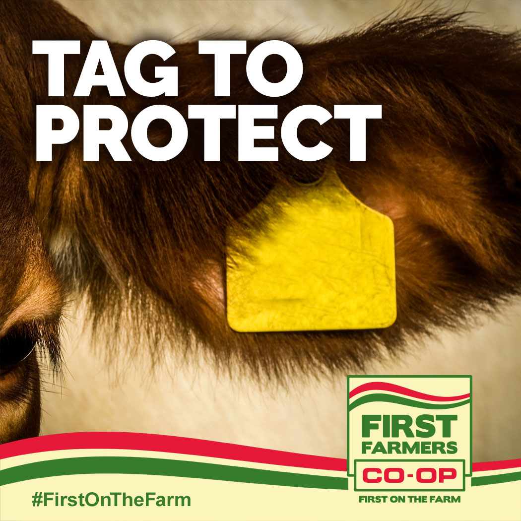 Insecticide ear tags are a necessity... - First Farmers Co-op