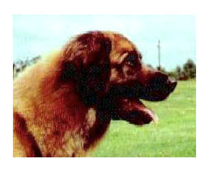 Profile for International Leonberger Database