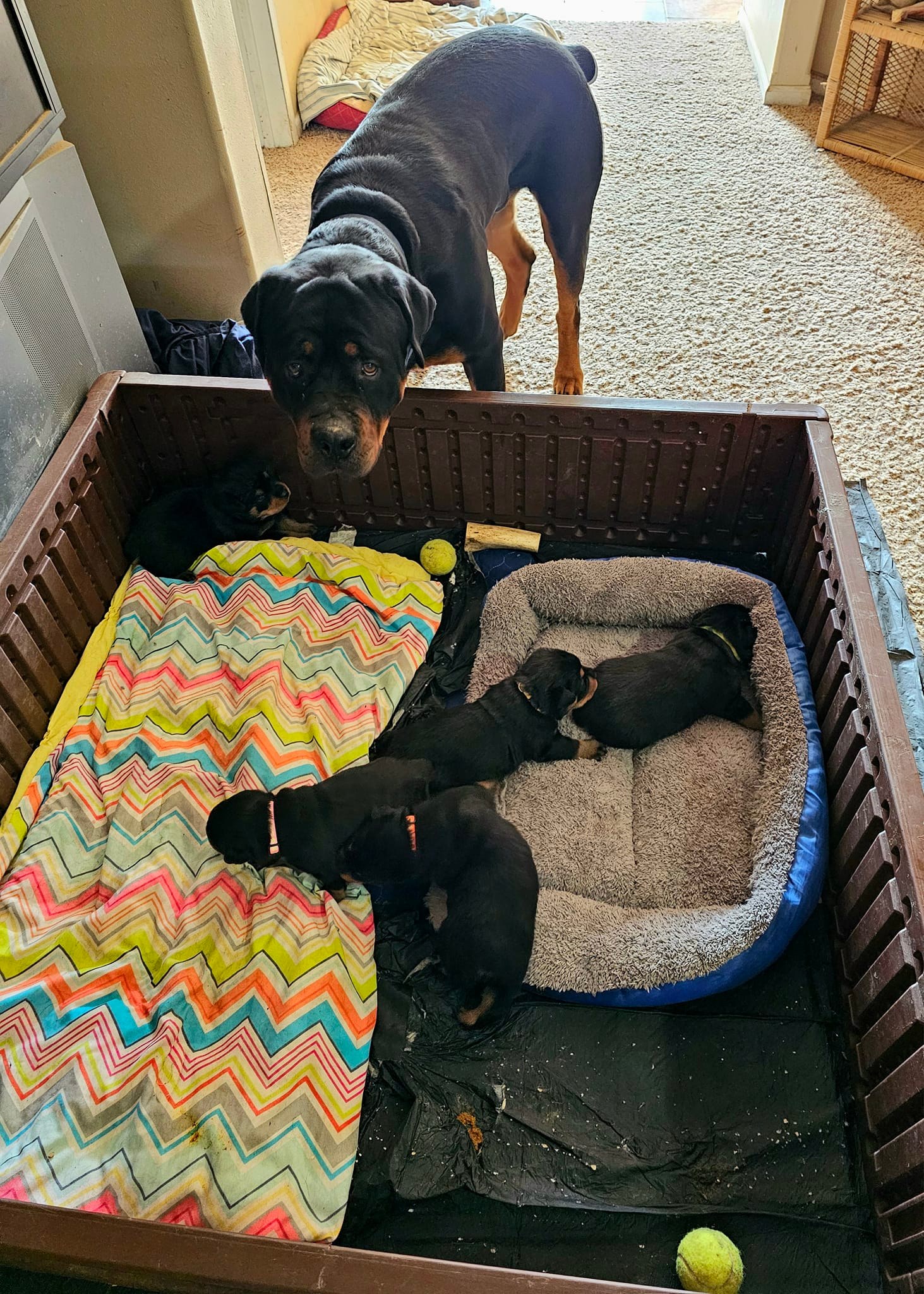 Marshall's Rottweilers of Southeast Missouri