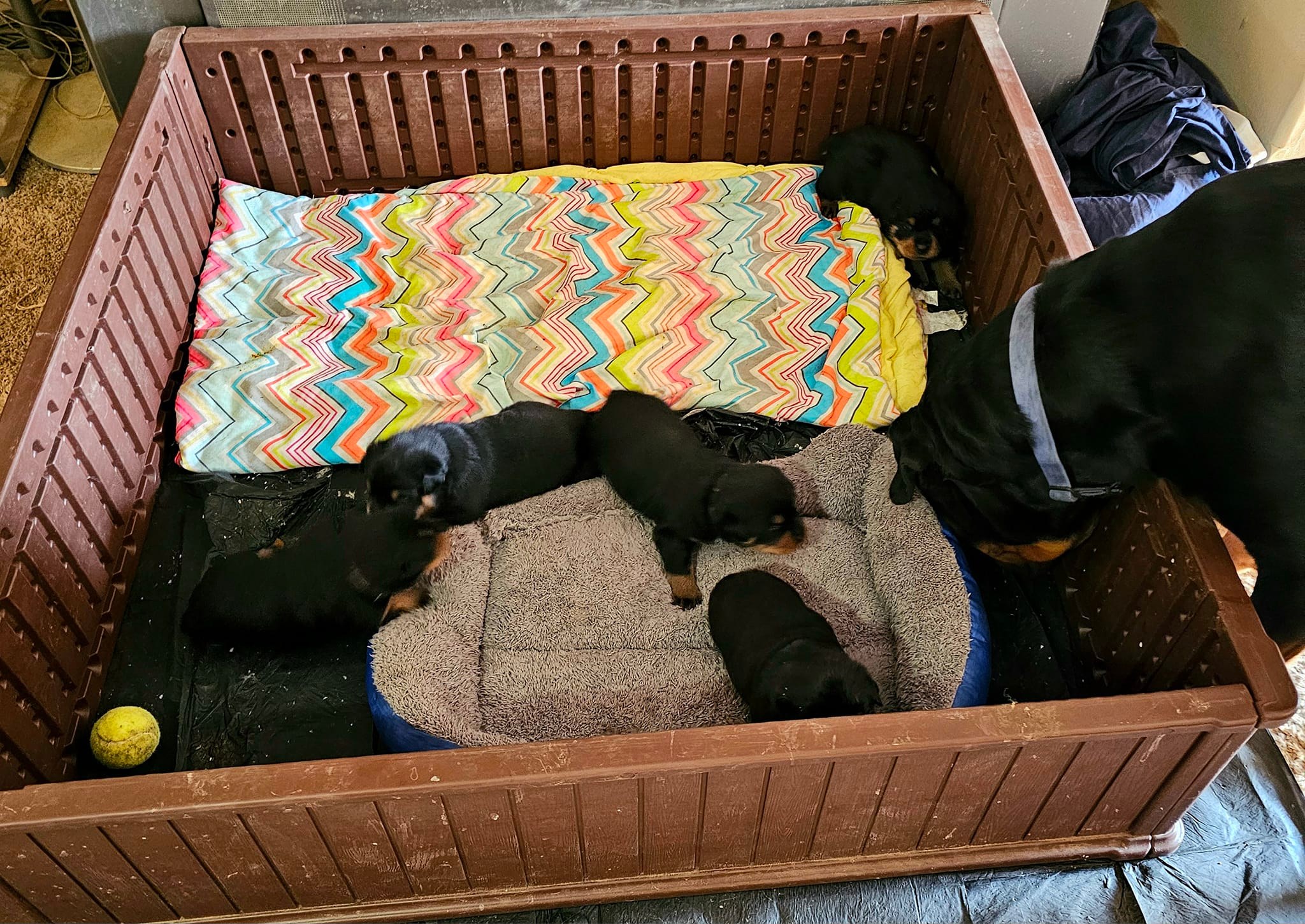 Marshall's Rottweilers of Southeast Missouri