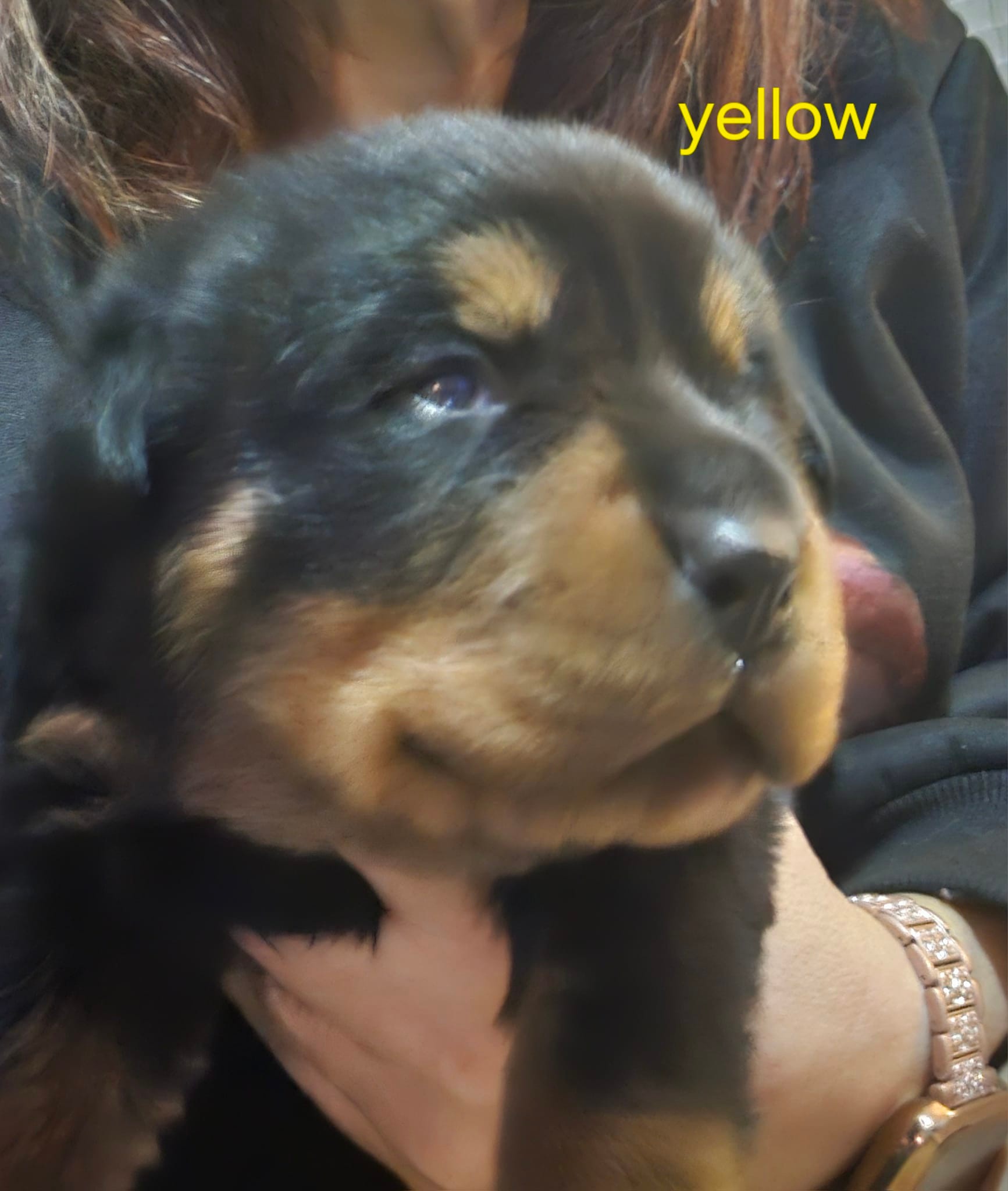 Marshall's Rottweilers of Southeast Missouri