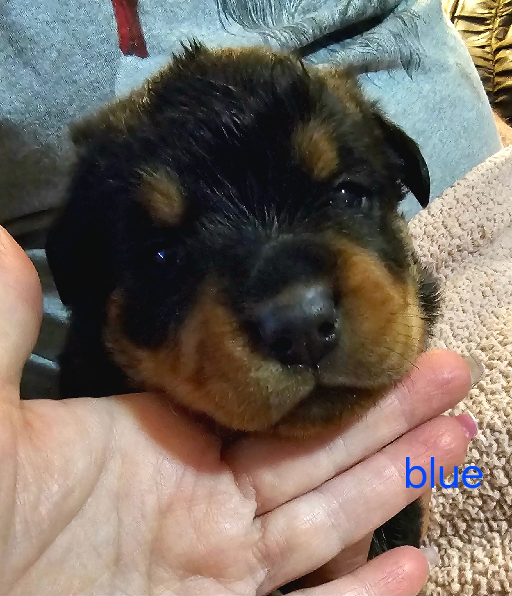 Marshall's Rottweilers of Southeast Missouri