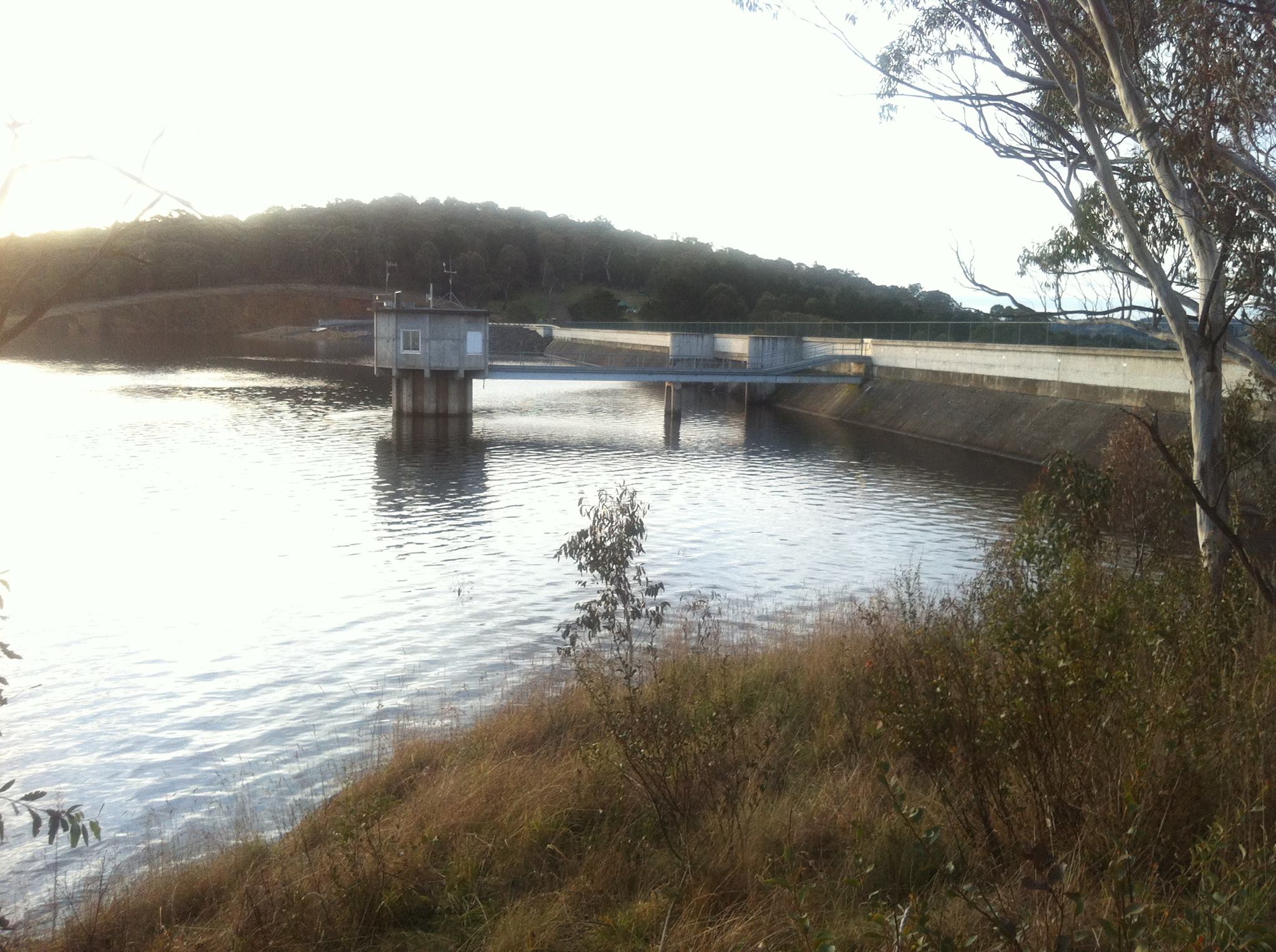 Murray Cod for the Fish river. This week approximately 6500 Murray Cod ...