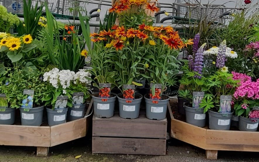 The rich tones from late summer... - Hillier Garden Centres