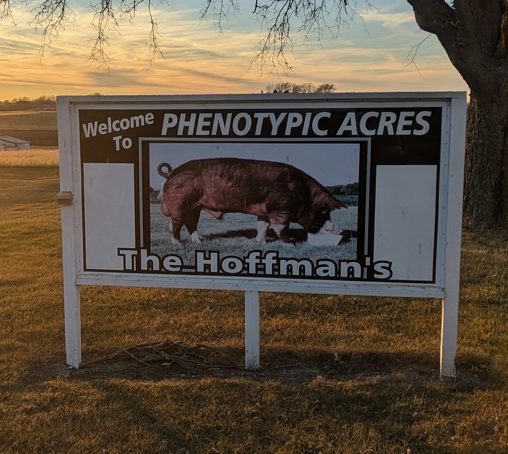 Our final entry at National Barrow Show was originally part of the ...