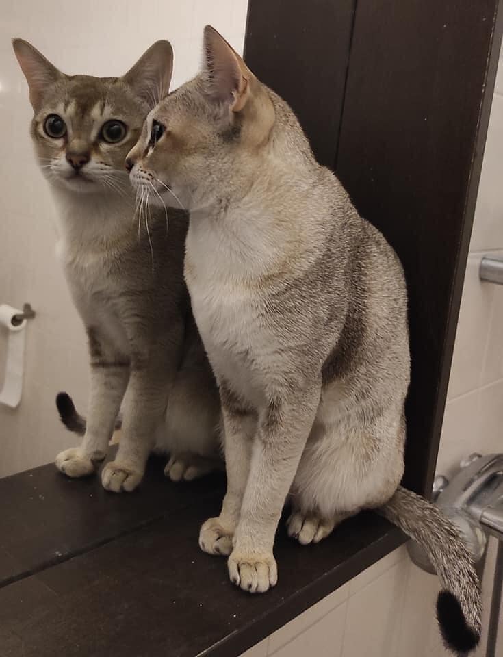 Singapore cats-inactive breeding