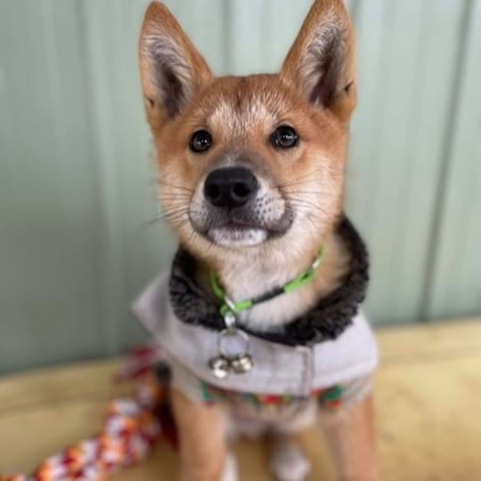 Sydney Dingo Rescue - Looking for a cuddly companion with abounding ...