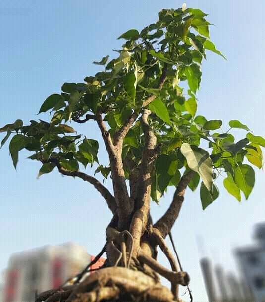 Bonsai Rumphi, Bodhi, Abar | Facebook