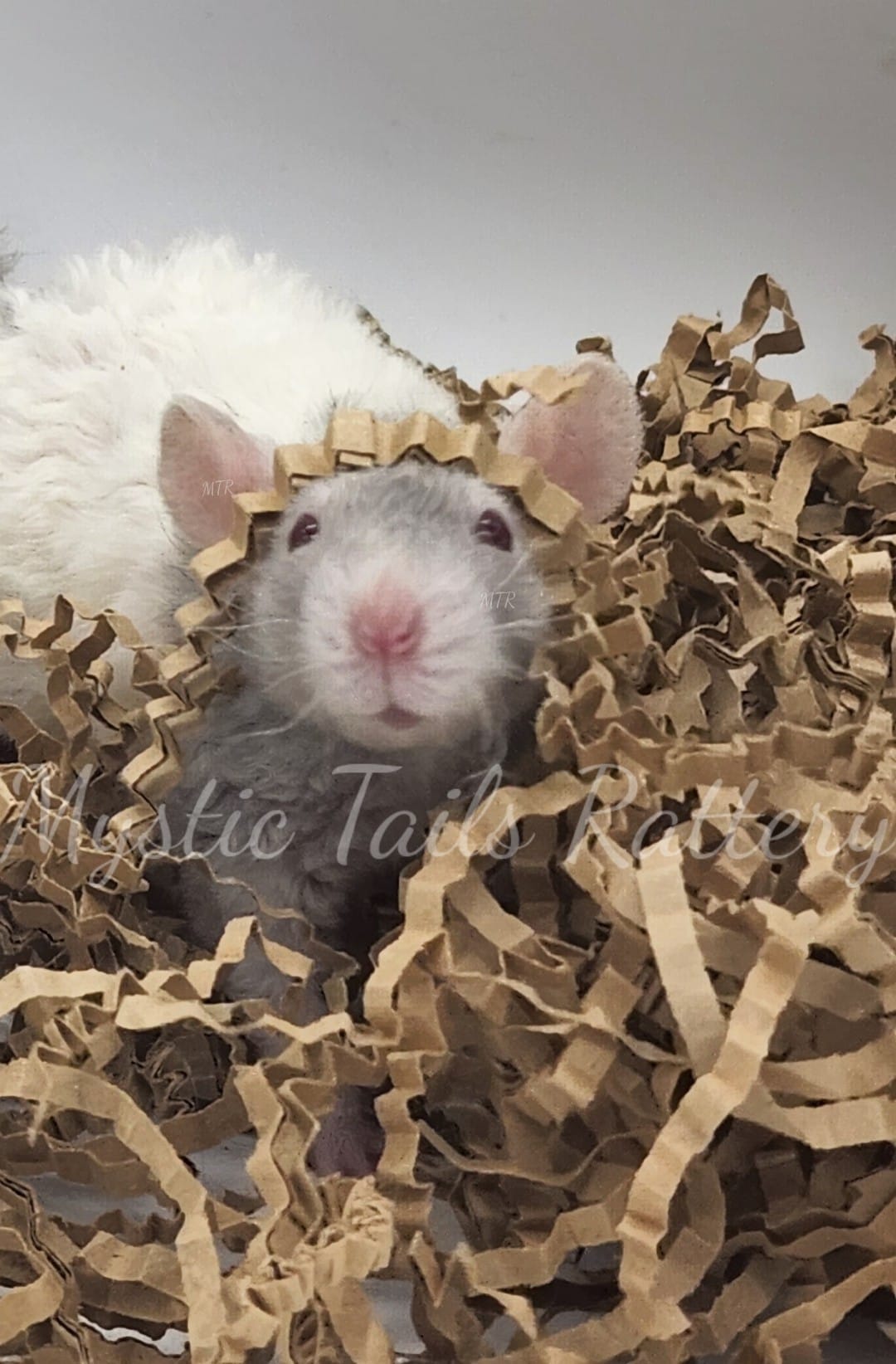 Mystic Tails Rattery | Eagle Mountain UT