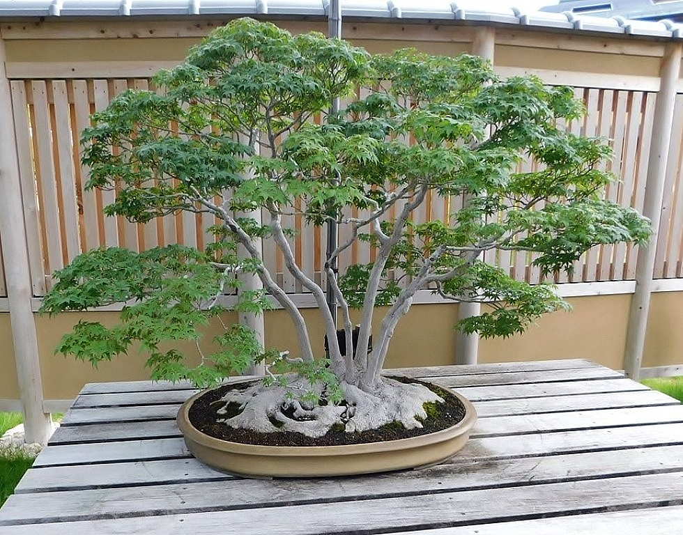 150-year-old 'Musashi-ga-oka' Japanese maple at Omiya Bonsai Art