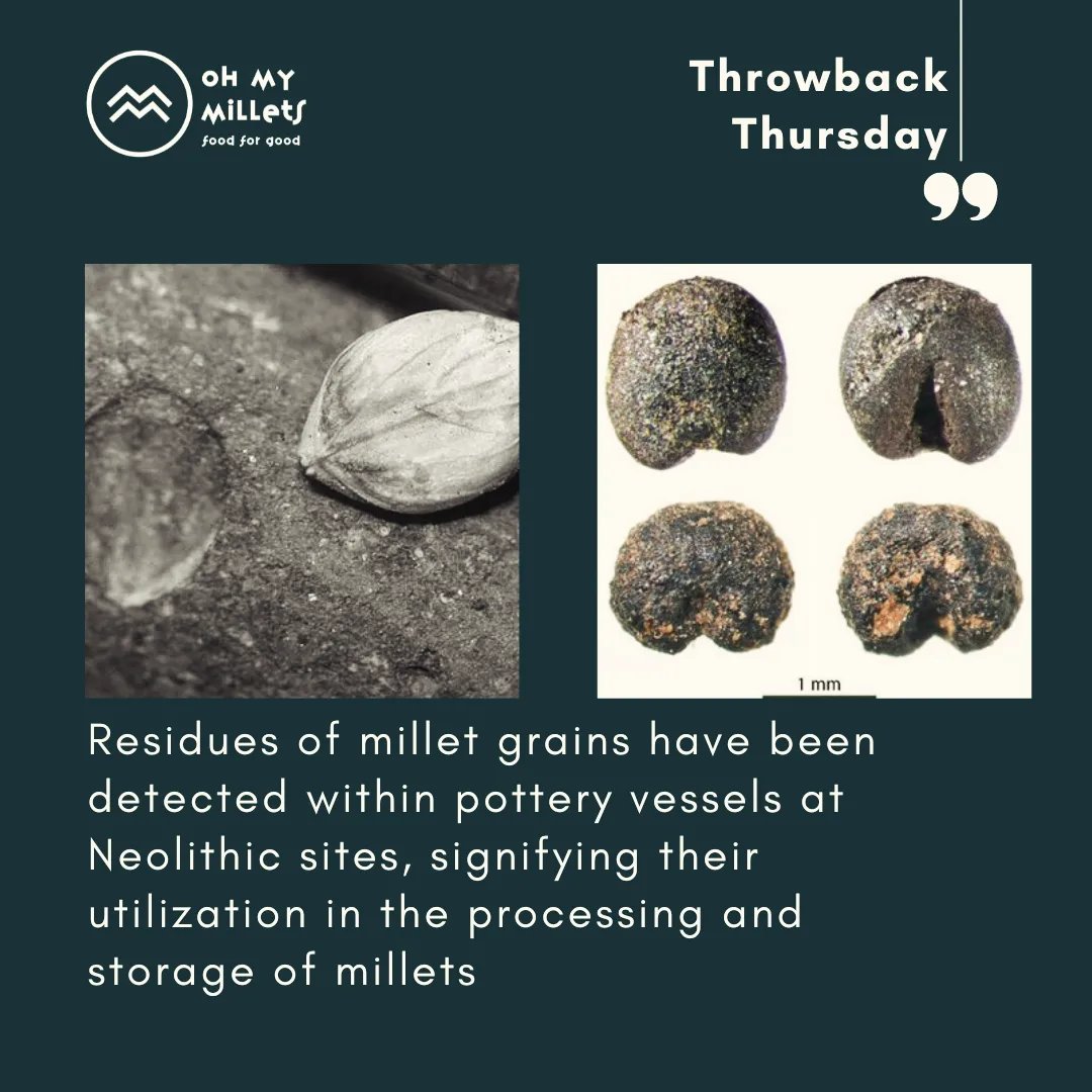 Ohmymillets - 🌾 Did You Know? Millets have been a staple in the human ...