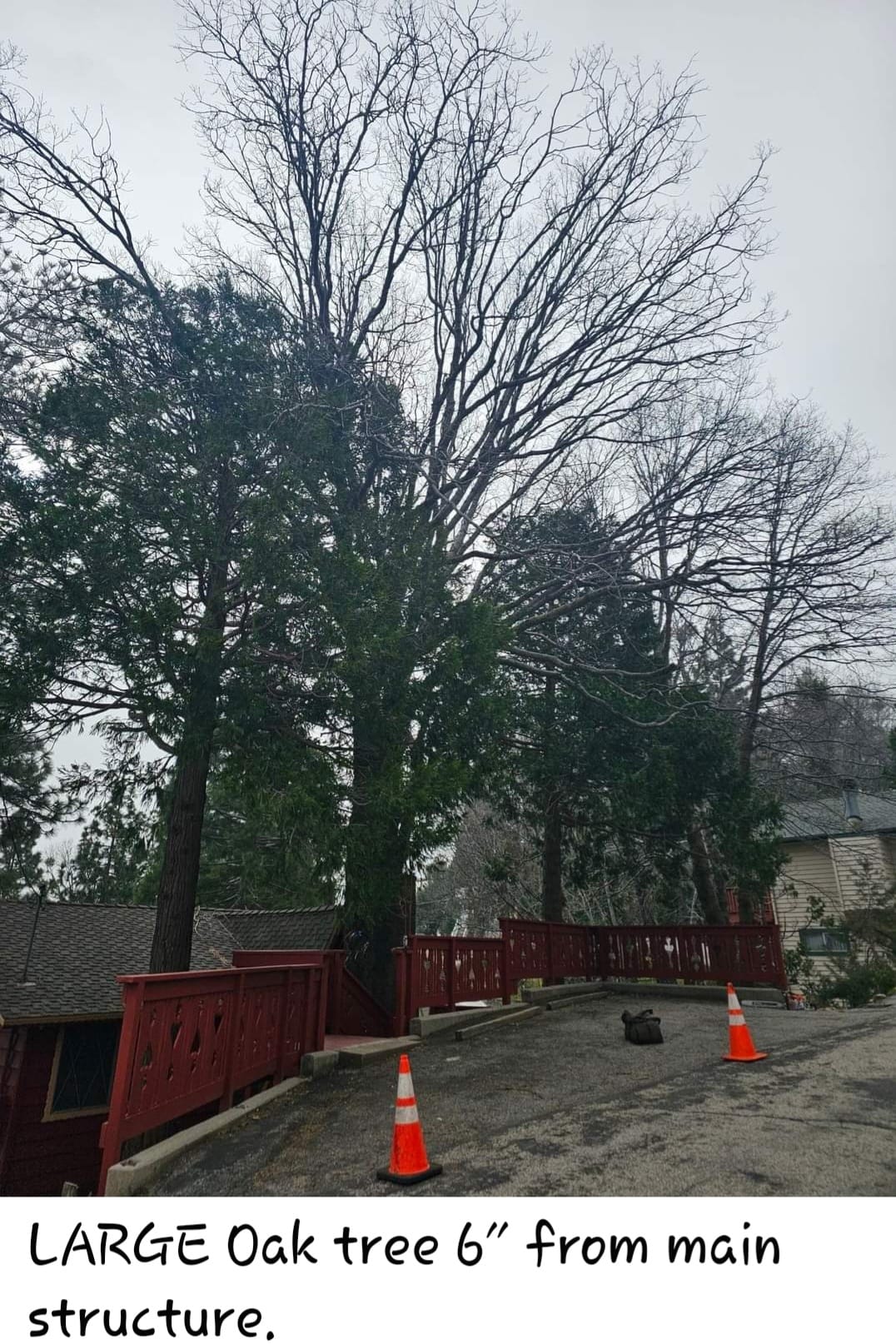 LARGE Oak tree removal in Switzerland... - ACL Tree Works LLC