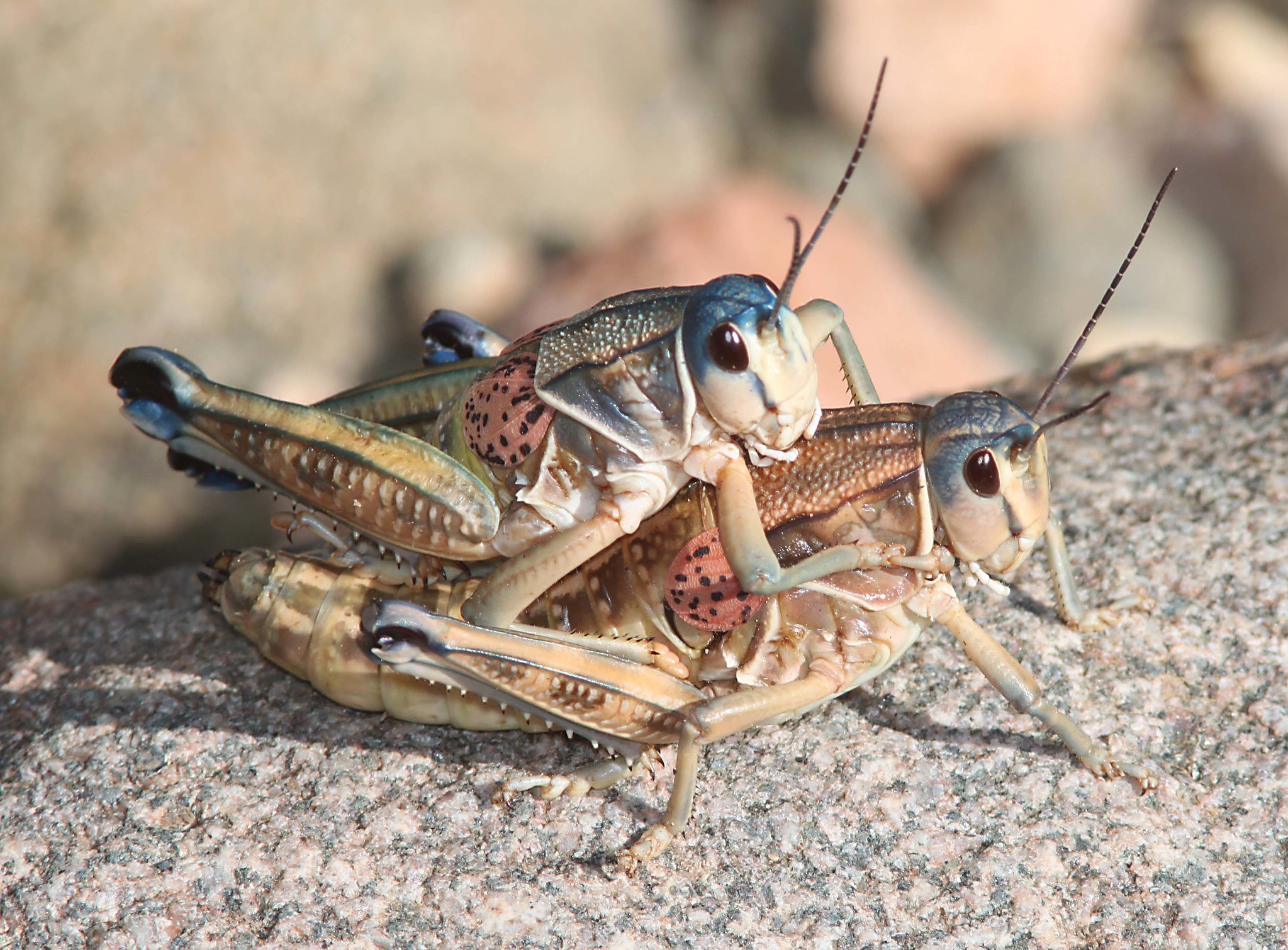 U.S. - I'm a lubber, not a fighter. Meet the plains lubber grasshopper ...
