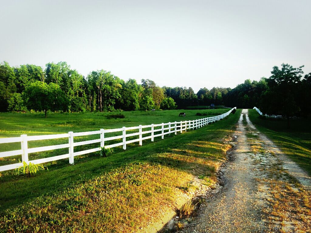 Magnolia Plantation Horse Farm | Wendell NC