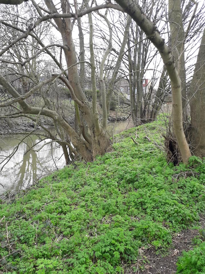 Friends of the River Roding | Spring walk along the Roding from Barking ...