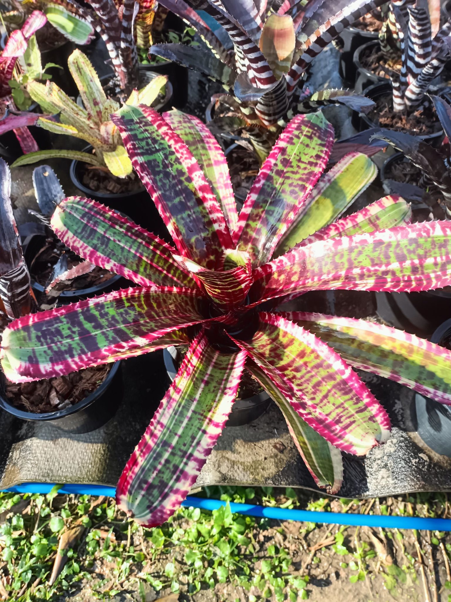 Deep, Dark, and Desirable, Neoregelia ' Black Opal