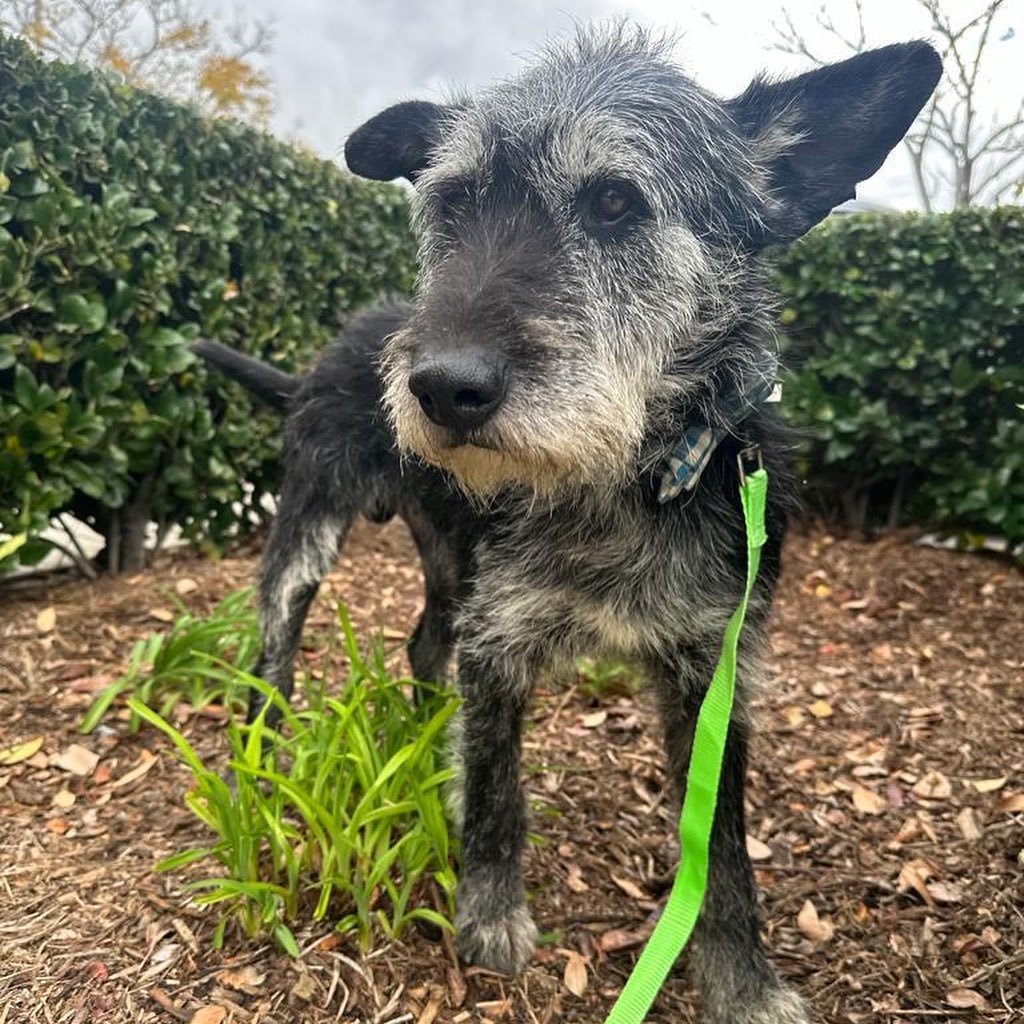 Amazing Dogs - Coming to our adoption events in San Jose...
