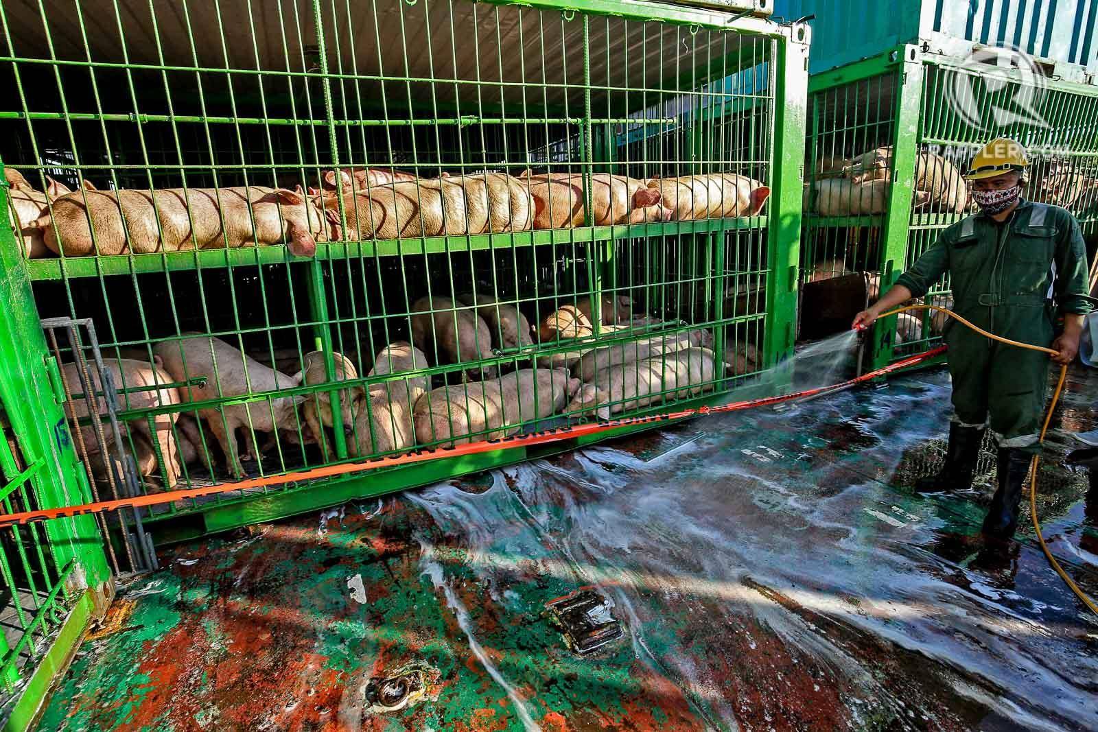 Rappler - LOOK: Around 2,000 hogs of Biotech Farms from South Cotabato ...