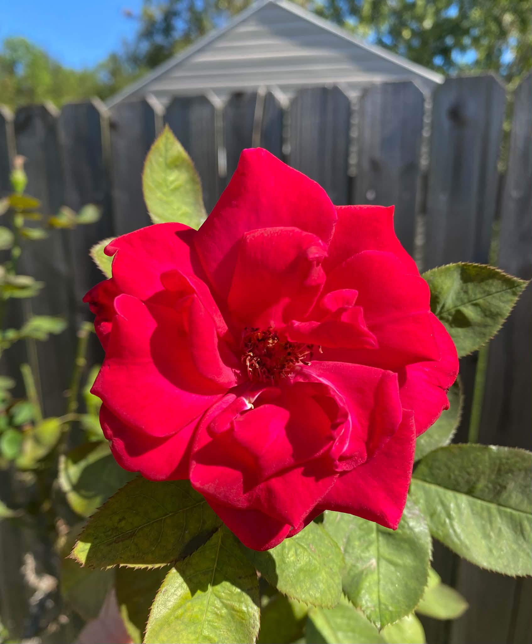 roses in bloom 🌹zone 9B