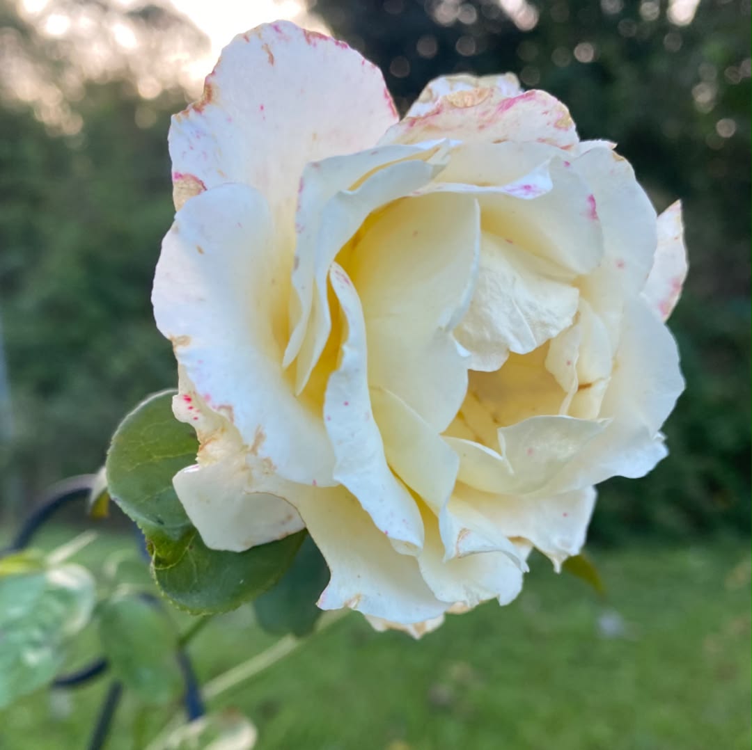 roses in bloom 🌹zone 9B