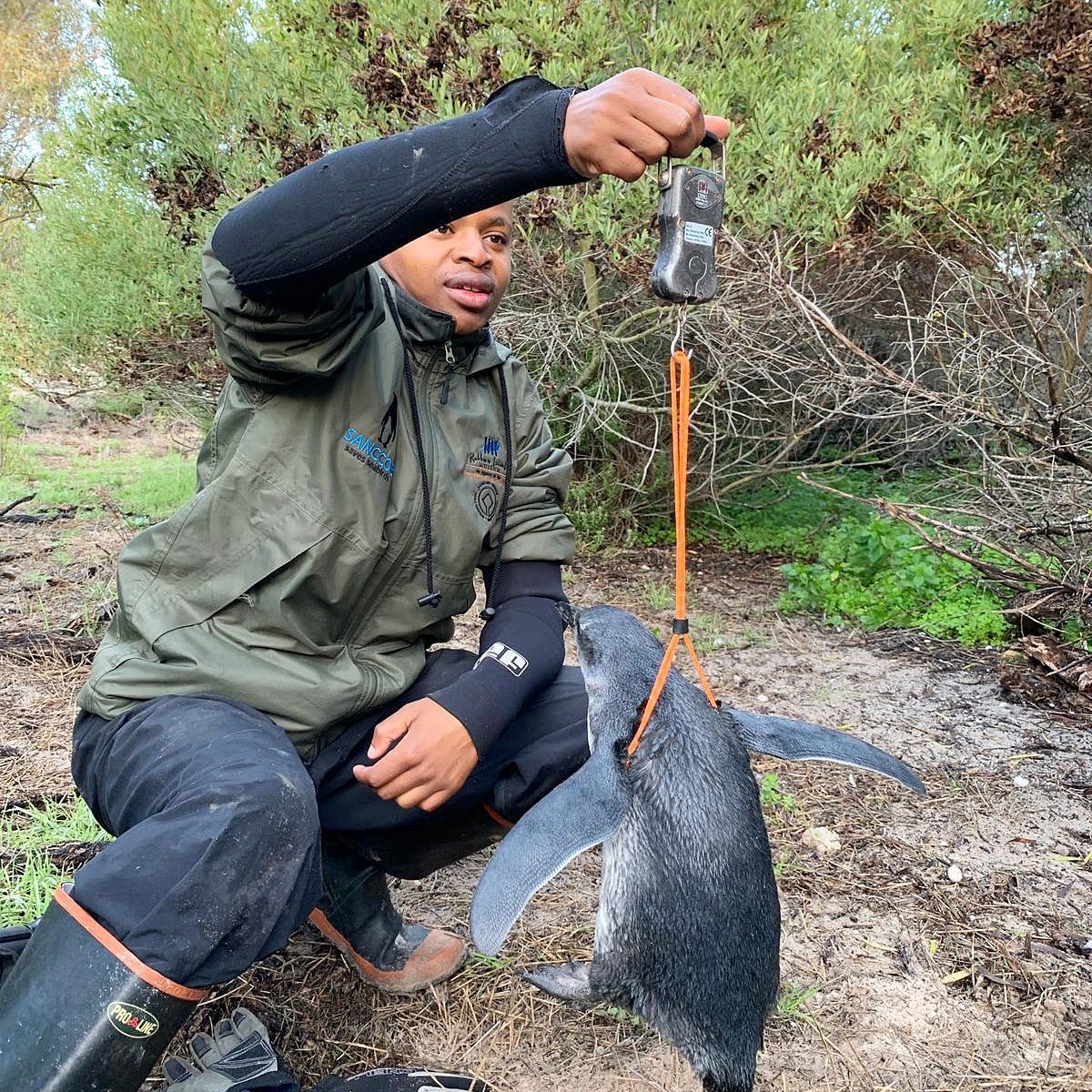 Say hello to our next ranger,... - SANCCOB saves seabirds