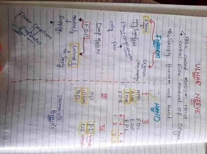 Anatomy Upper Limb Notes! - Dr Rameez Samoo PT | Facebook