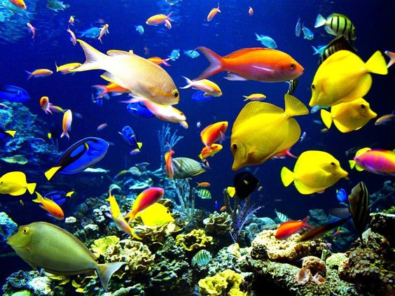 Biggest Aqua Life Aquarium, Reno | Reno NV