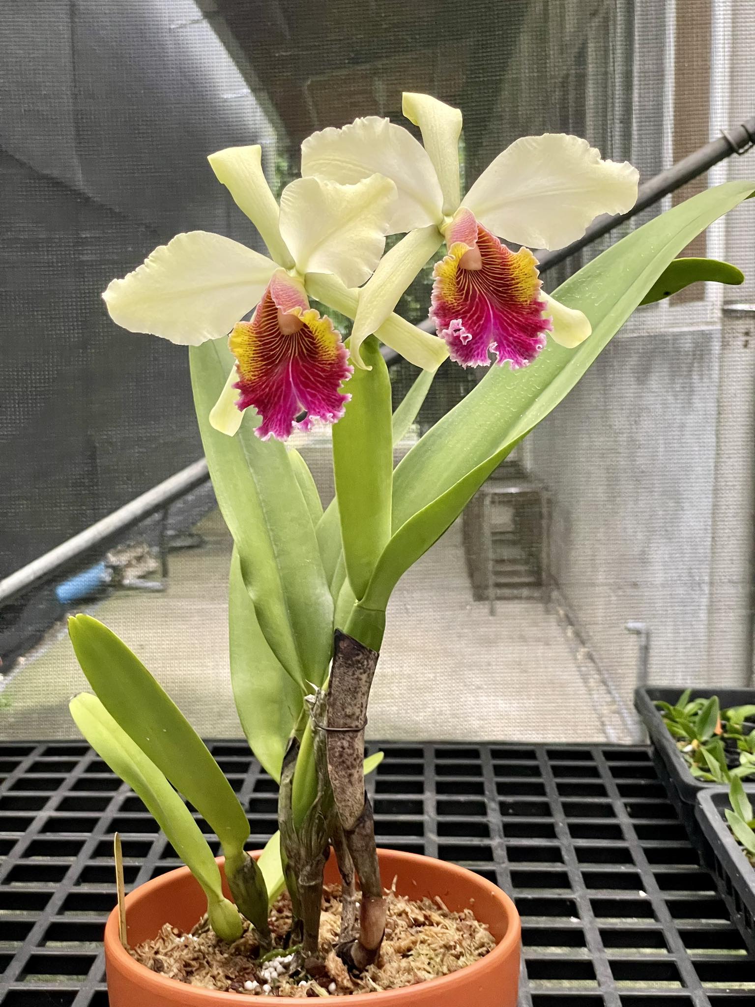 Cattleya hardyana orchid primary cross
